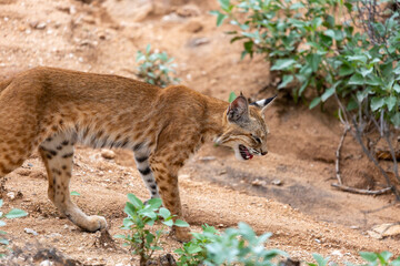 A bobcat, Lynx rufus, in the heat of the Arizona summer, hunting for prey in the Sonoran Desert. Mouth open, side profile of this beautiful wild cat. Pima County, Oro Valley, Arizona, USA.