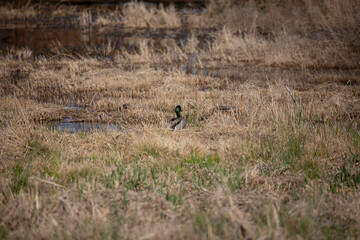 Male Mallard Duck