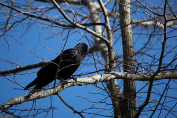 Curious Fish Crow