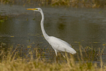 Eastern Great Egret in Queensland Australia