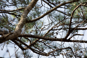 Tiny Carolina Chickadee in a Tree