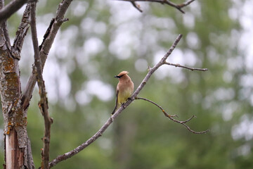 Waxwing on the Branch