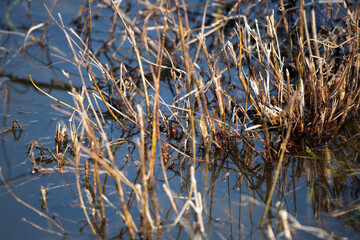 Foliage in Shallow Water