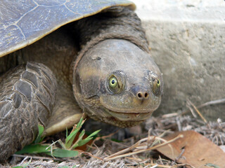 Turtle animal sitting on the grass