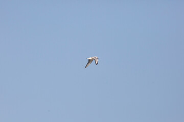 Bonaparte's Gull in its Winter Plumage