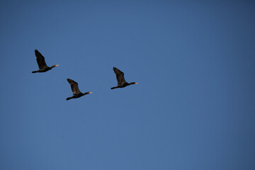 Three Double-Crested Cormorants Flying