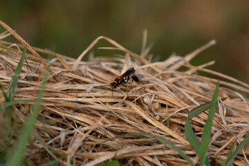 Yellow-Legged Mud Dauber Wasp