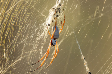 Golden Orb Spider in Queensland Australia