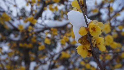 雪が積もっている蝋梅