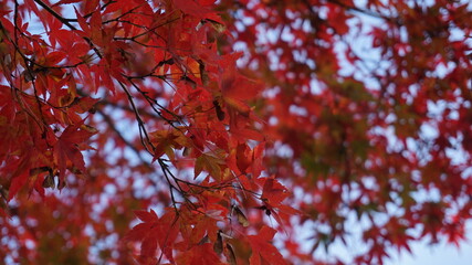 青空と紅葉