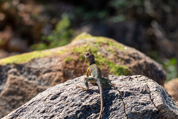 An Eastern collared lizard, Crotaphytus collaris, basking in the sun in the Sonoran Desert at the base of the Catalina Mountains. A beautiful reptile with colorful markings. Oro Valley, Arizona, USA.