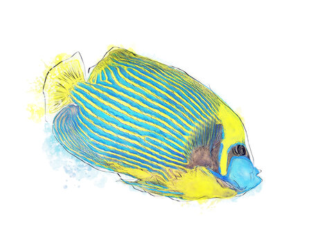 Emperor Angelfish Watercolor Image on White