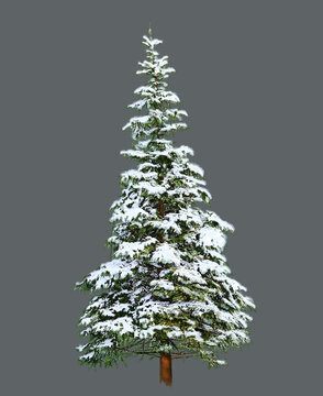 Pine Tree with Snow, Digital Painting on White background