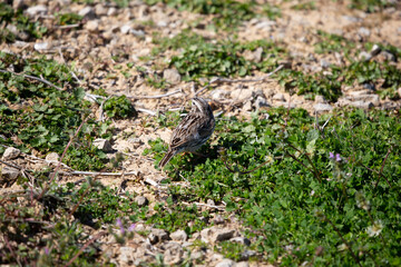 Curious Vesper Sparrow
