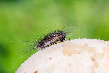 A hairy black caterpillar found on the rock