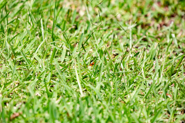 Red Paper Wasp
