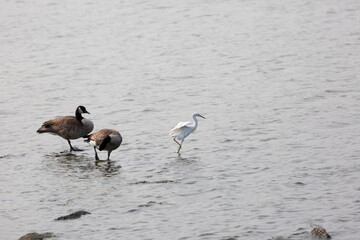 Immature Snowy Egret with Canada Geese