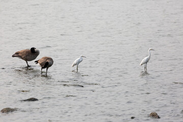 Immature Snowy Egrets with Canada Geese