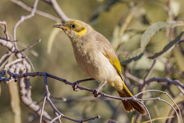 Grey-fronted Honeyeater in Queensland Australia