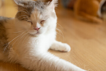 Cat sleeping on a wooden table. sleeping cat