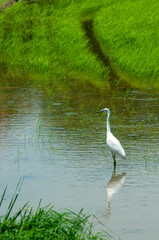 Egret standing alone in water looking for food.