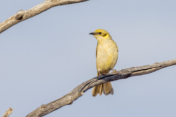 Grey-fronted Honeyeater in Queensland Australia