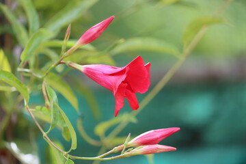 Mandevilla sanderi, the Brazilian jasmine, is a vine belonging to the genus Mandevilla. Grown as an...