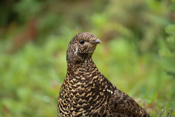 Ptarmigan Close Up