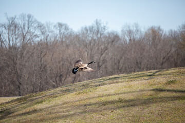 Canada Goose in Flight