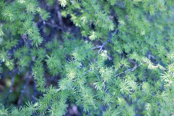 Background of larch branches. Soft green Larch foliage in morning sunlight