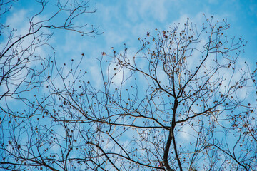 tree branches against blue sky