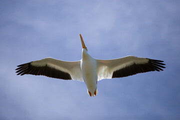 American Pelican in Flight