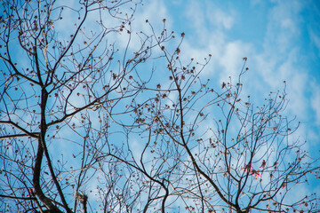 tree branches against blue sky