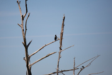 Immature Double-Crested Cormorant