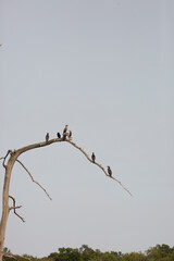 Double-Crested Cormorants