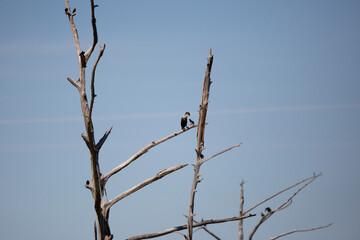 Immature Double-Crested Cormorant
