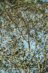 tree branches against blue sky