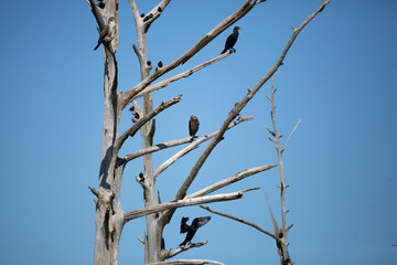 Double-Crested Cormorants and European Starlings