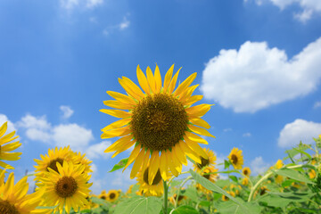 鮮やかな黄色のヒマワリと青空