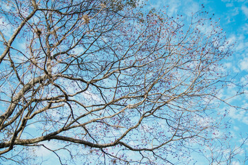 tree branches against blue sky