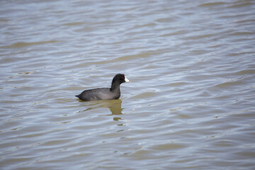 American Coot Swimming