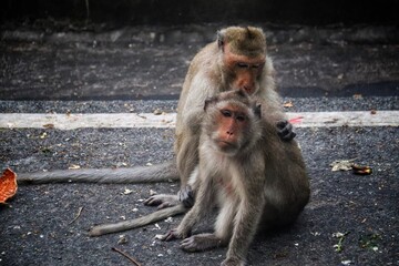mother monkey hugging baby monkey.