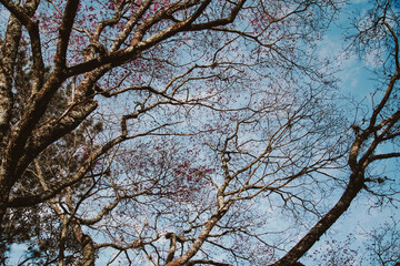 tree branches against blue sky