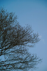 tree branches against blue sky