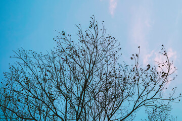 tree branches against blue sky