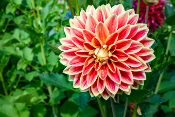 Closeup of a double pink and yellow dahlia blooming in a sunny garden, as a nature background
