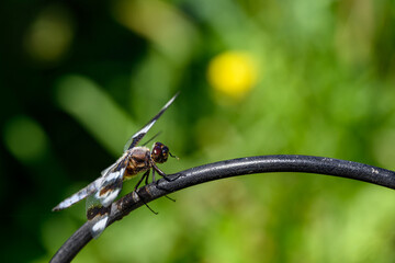 Portrait of an Eight-Spotted Skimmer, an urban dragonfly perched on a garden plant stake
