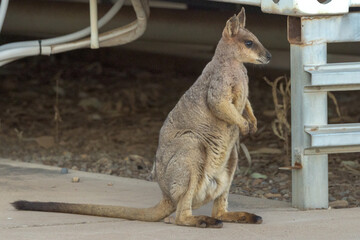Nail Tail Wallaby in Queensland Australia - obrazy, fototapety, plakaty
