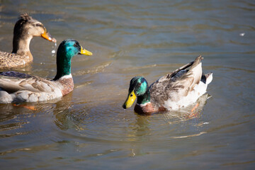 Rouen Mallard Ducks