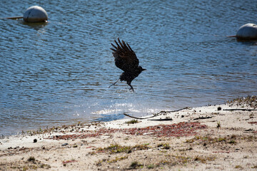 Fish Crow Launching Itself from the Water